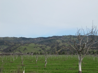 Farms in California, Orchards & CA Agriculture Property - image 2