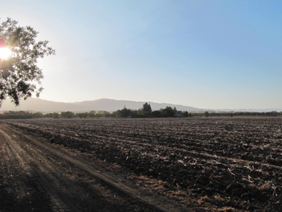 Farms in California, Orchards & CA Agriculture Property - image 3