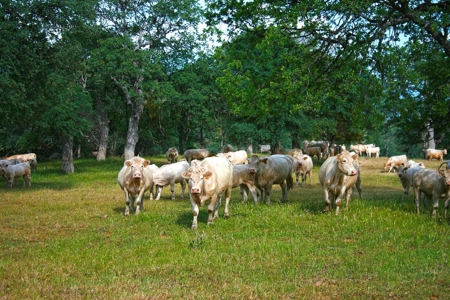 California Ranches For Sale - image 12