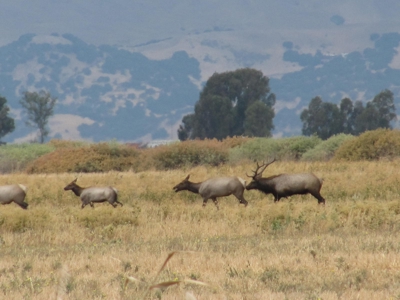 California Hunting Properties For Sale - image 5