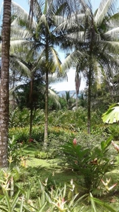 Bocas del Toro Rain  forest home w/ Ocean view - image 7
