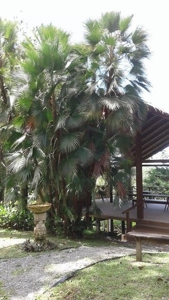 Bocas del Toro Rain  forest home w/ Ocean view - image 3