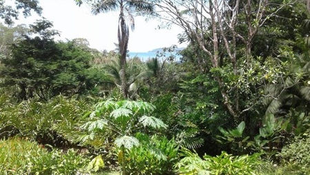 Bocas del Toro Rain  forest home w/ Ocean view - image 6