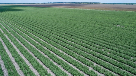 280 Acres Milam County – Located on FM 2269 near CR 122 - image 5