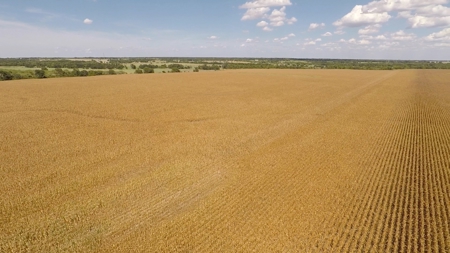 280 Acres Milam County – Located on FM 2269 near CR 122 - image 9