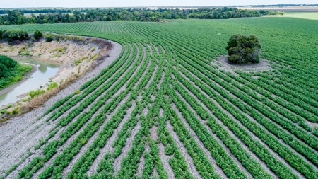 280 Acres Milam County – Located on FM 2269 near CR 122 - image 4