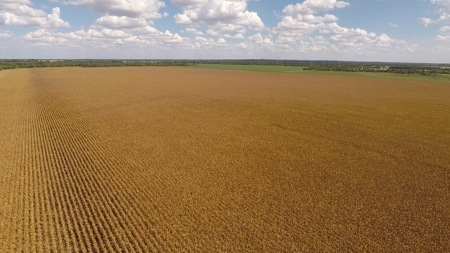 280 Acres Milam County – Located on FM 2269 near CR 122 - image 10