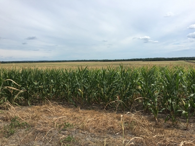 280 Acres Milam County – Located on FM 2269 near CR 122 - image 2