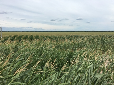 280 Acres Milam County – Located on FM 2269 near CR 122 - image 3