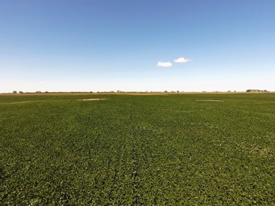 SOLD! 320 Acres of Cropland, Alfalfa, Grass - Miner Co, SD - image 2