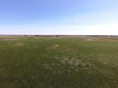 SOLD! 320 Acres of Cropland, Alfalfa, Grass - Miner Co, SD - image 4