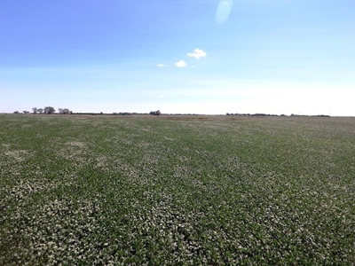 SOLD! 320 Acres of Cropland, Alfalfa, Grass - Miner Co, SD - image 3
