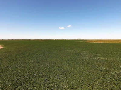 SOLD! 320 Acres of Cropland, Alfalfa, Grass - Miner Co, SD - image 1