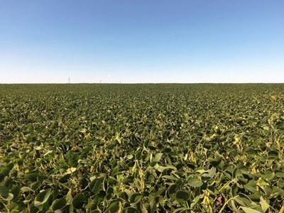 SOLD! 320 Acres of Cropland, Alfalfa, Grass - Miner Co, SD - image 5