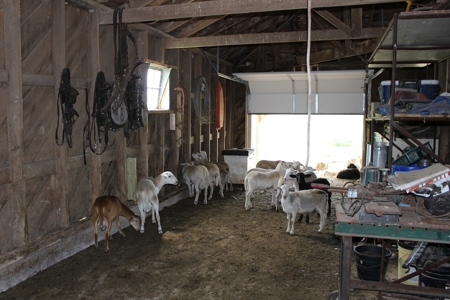 Intensive Grazing Farm in the Missouri Ozarks For Sale! - image 32