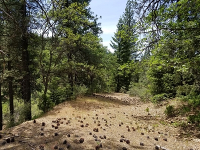 Private Yreka Timberland for Sale - image 2
