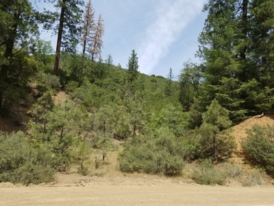 Private Yreka Timberland for Sale - image 5