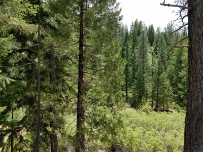 Private Yreka Timberland for Sale - image 3