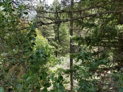 Private Yreka Timberland for Sale - image 4