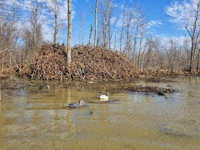 West Tennessee Duck Hunting Land for sale near Tigrett - image 22