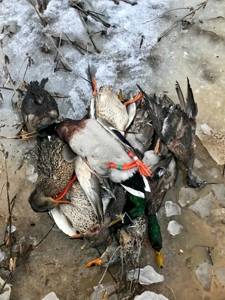 West Tennessee Duck Hunting Land for sale near Tigrett - image 29