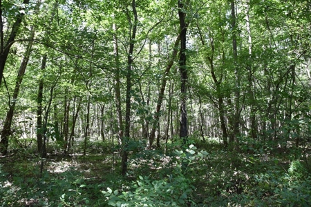 West Tennessee Duck Hunting Land for sale near Tigrett - image 5