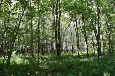 West Tennessee Duck Hunting Land for sale near Tigrett - image 3