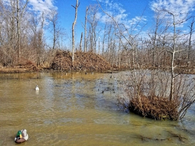 West Tennessee Duck Hunting Land for sale near Tigrett - image 21