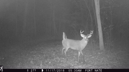 West Tennessee Duck Hunting Land for sale near Tigrett - image 35