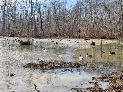 West Tennessee Duck Hunting Land for sale near Tigrett - image 24