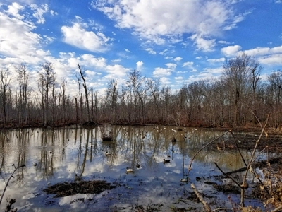 West Tennessee Duck Hunting Land for sale near Tigrett - image 18