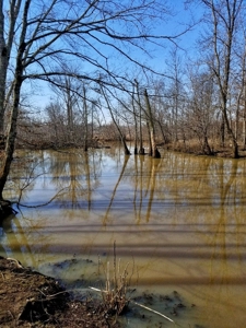 West Tennessee Duck Hunting Land for sale near Tigrett - image 25