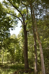 West Tennessee Duck Hunting Land for sale near Tigrett - image 1