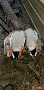 West Tennessee Duck Hunting Land for sale near Tigrett - image 32