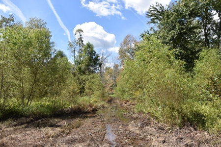 West Tennessee Duck Hunting Land for sale near Tigrett - image 2