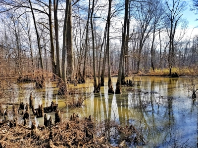West Tennessee Duck Hunting Land for sale near Tigrett - image 27