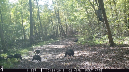 West Tennessee Duck Hunting Land for sale near Tigrett - image 34