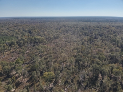 Dugdemona River Timberland for Sale in Winn Parish, LA - image 2