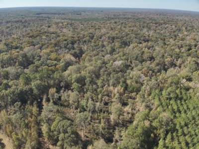 Dugdemona River Timberland for Sale in Winn Parish, LA - image 4