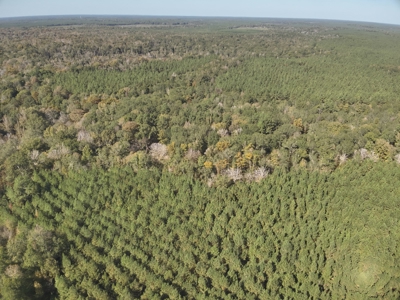Dugdemona River Timberland for Sale in Winn Parish, LA - image 5