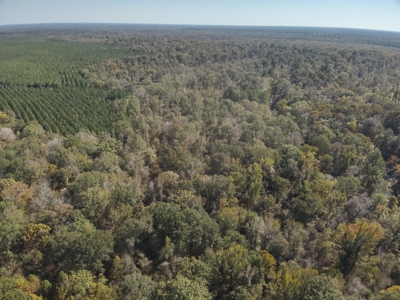 Dugdemona River Timberland for Sale in Winn Parish, LA - image 10