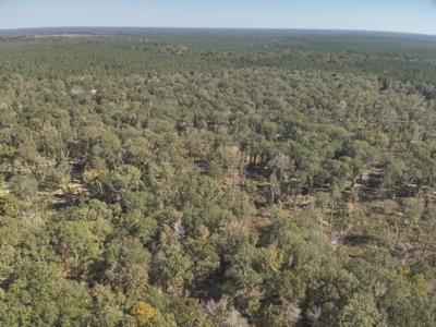 Dugdemona River Timberland for Sale in Winn Parish, LA - image 13