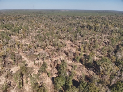 Dugdemona River Timberland for Sale in Winn Parish, LA - image 18