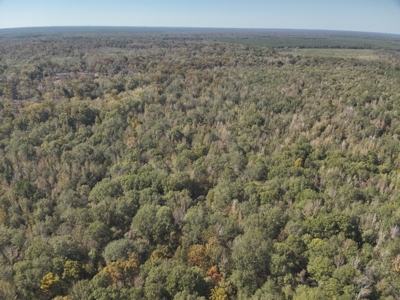 Dugdemona River Timberland for Sale in Winn Parish, LA - image 11