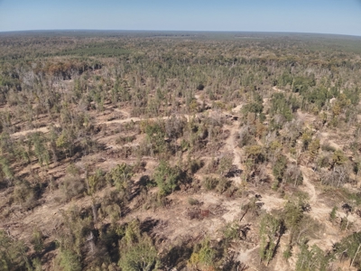 Dugdemona River Timberland for Sale in Winn Parish, LA - image 17