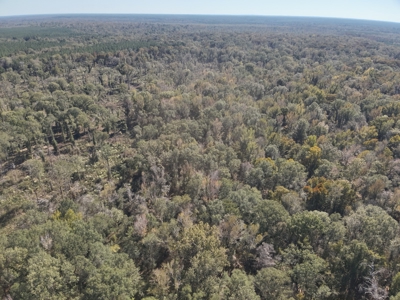 Dugdemona River Timberland for Sale in Winn Parish, LA - image 15