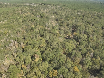 Dugdemona River Timberland for Sale in Winn Parish, LA - image 12