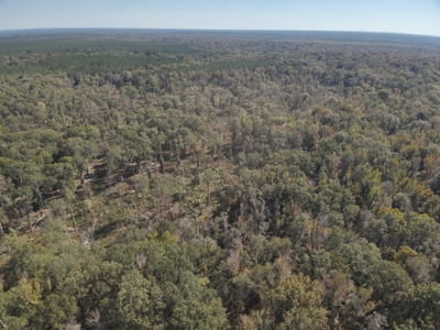 Dugdemona River Timberland for Sale in Winn Parish, LA - image 14