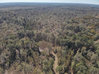 Dugdemona River Timberland for Sale in Winn Parish, LA - image 3