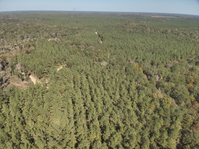Dugdemona River Timberland for Sale in Winn Parish, LA - image 9